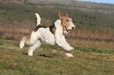 FOX TERRIER 473